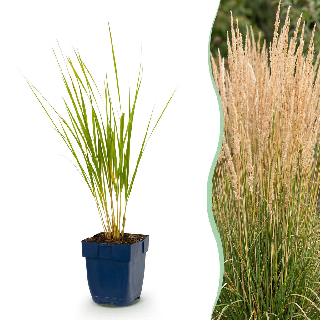 Calamagrostis 'Karl Foerster' (stipe) – 12 plants, Ø11 cm, 15–25 cm de haut