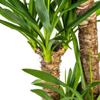 Yucca elephantipes med korg – Ø24 cm, 120–140 cm hög