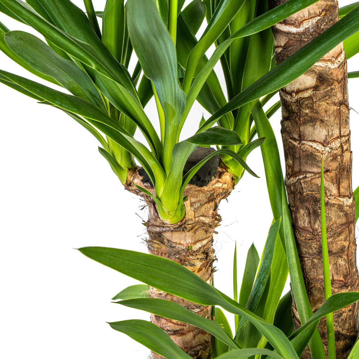 Yucca elephantipes mit Korb – Ø 24 cm, 120–140 cm hoch