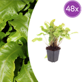 Asplenium scolopendrium (wall-rue) – 48 plants, Ø9 cm, 10–25 cm high