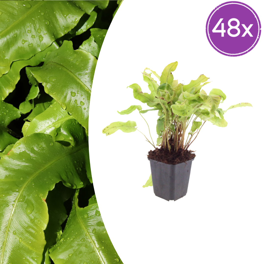 Asplenium scolopendrium (streepvaren) – 48 planten, Ø9 cm, 10–25 cm hoog