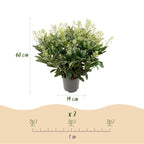 Skimmia japonica 'Finchy' – weiß – Ø 19 cm, 60 cm hoch