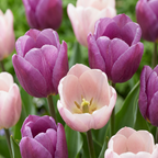 Tulpenmix 'Macron' – 96 Blumenzwiebeln (Zwiebelgröße 11/12)