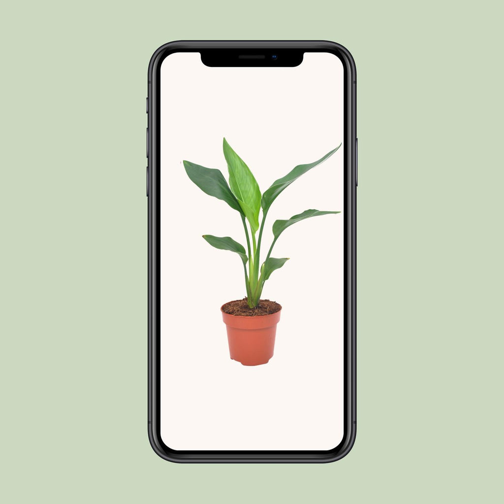 Strelitzia reginae (paradijsvogelbloem) – Ø12 cm, 40 cm hoog