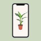 Strelitzia reginae (paradijsvogelbloem) – Ø12 cm, 40 cm hoog