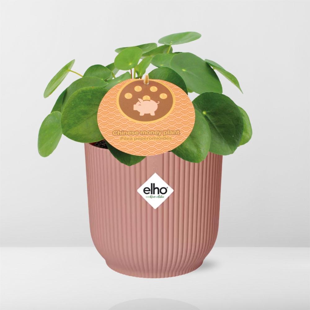 Pilea peperomioides 12cm in ELHO Vibes Fold 14cm pink (Chinese money plant) – 20 cm high – photo 6