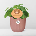 Pilea peperomioides 12cm in ELHO Vibes Fold 14cm pink (Chinese money plant) – 20 cm high