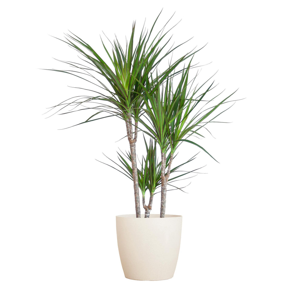 Dracaena marginata (Drachenbaum) im weißen Tontopf – Ø 21 cm, 95 cm hoch