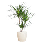 Dracaena marginata (Drachenbaum) im weißen Tontopf – Ø 21 cm, 95 cm hoch