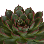 Echeveria mix – Ø11 cm, 21 cm hoog