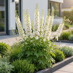 Delphinium 'Galahad' (pied-d'éléphant) – blanc – 3 plants, Ø11 cm, 15–25 cm de haut