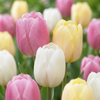 Tulpenmix 'Sorbet' – 24 Blumenzwiebeln (Zwiebelgröße 11/12)