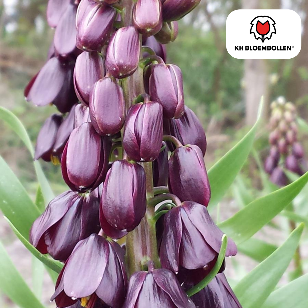 Couronne impériale 'Purple Favorite' – 5 bulbes