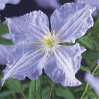 Clematis 'Blue Angel' (clematis) – blue – 2 plants, Ø11 cm, 40 cm high
