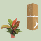 Philodendron Prince of Orange – Ø 17 cm, 45 cm hoch