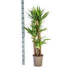 Yucca elephantipes – Ø 24 cm, 120–140 cm hoch