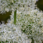 Iris 'White Giant' – 5 bulbes – art. 23327