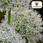 Sierui 'White Giant' – 5 blomsterløg