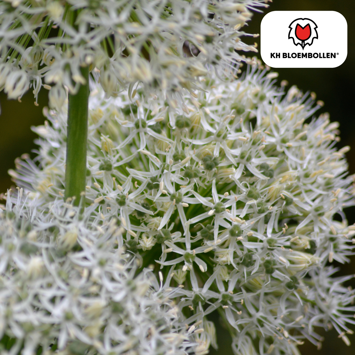 Iris 'White Giant' – 5 bulbes
