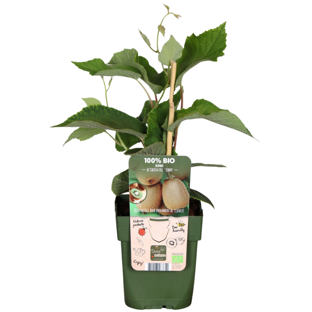 Kiwiplant (Actinidia) biologisch – 6 planten, Ø13 cm, 20 cm hoog – foto 8