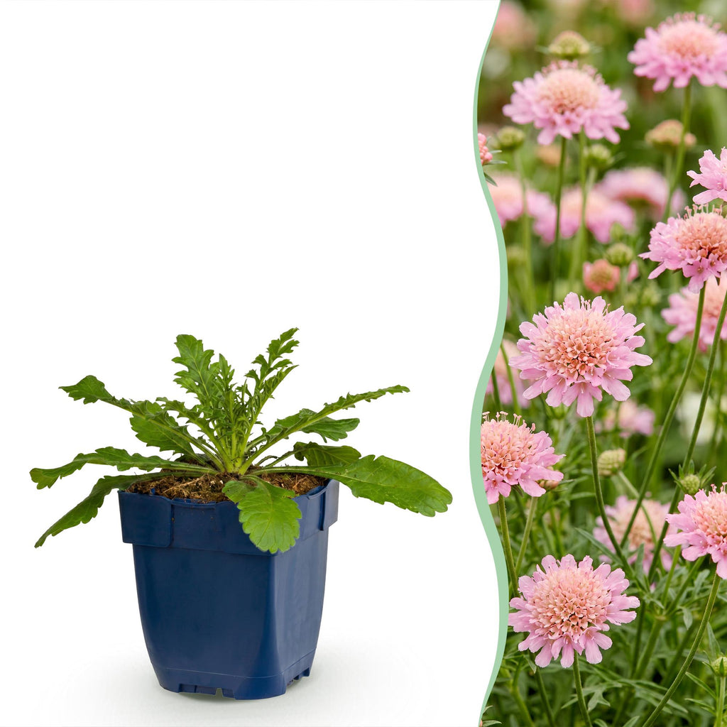 Scabiosa columbaria 'Pink Mist' (Kornblume) – rosa – Ø11 cm, 15–25 cm hoch