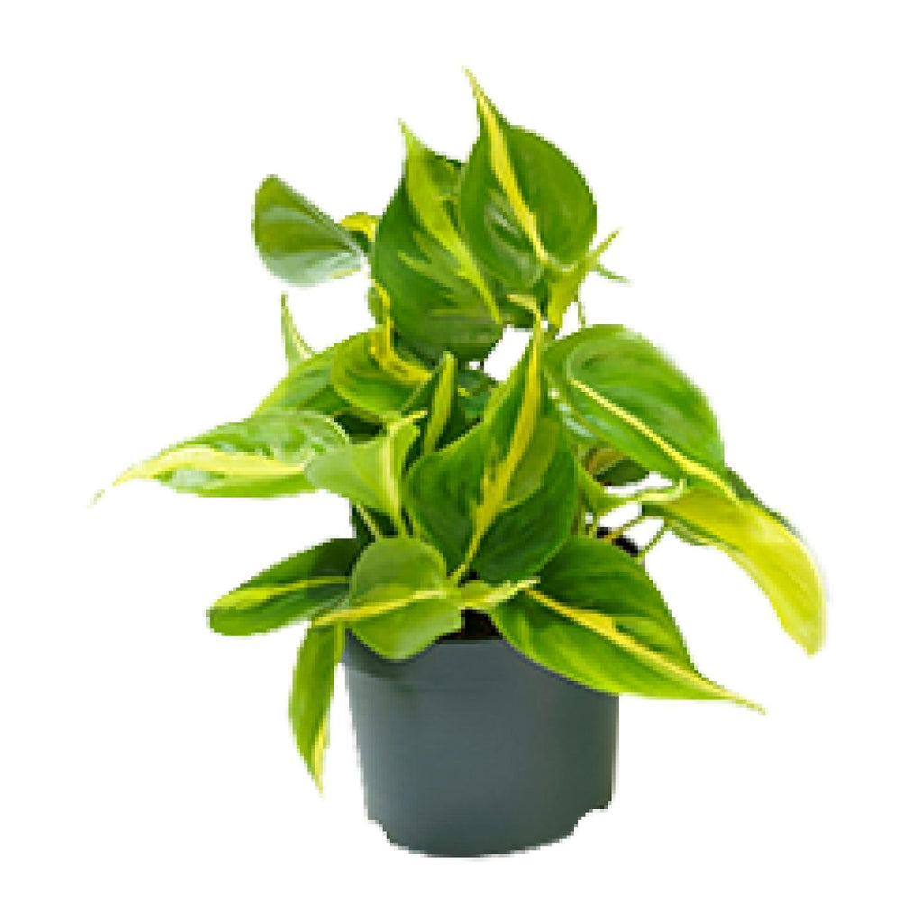 Philodendron scandens Brasil – Ø 12 cm, 15 cm hoch