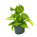 Philodendron scandens Brasil – Ø 12 cm, 15 cm hoch