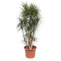 Dracaena marginata ramifié (arbre dragonnier) – Ø 40 cm, 220 cm de haut