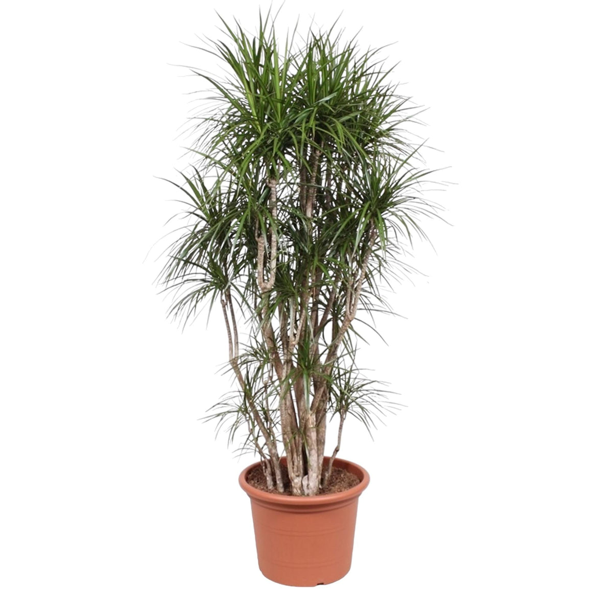 Dracaena marginata vertakt (drakenboom) – Ø40 cm, 220 cm hoog