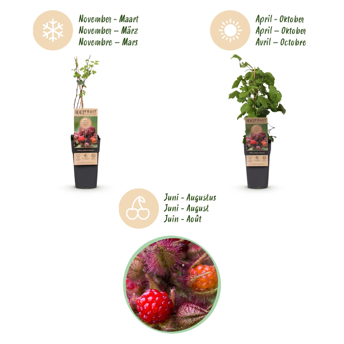Rubus phoenicolasius (ronce du Japon) – 2 plants, Ø15 cm, 50 cm de haut – photo 4