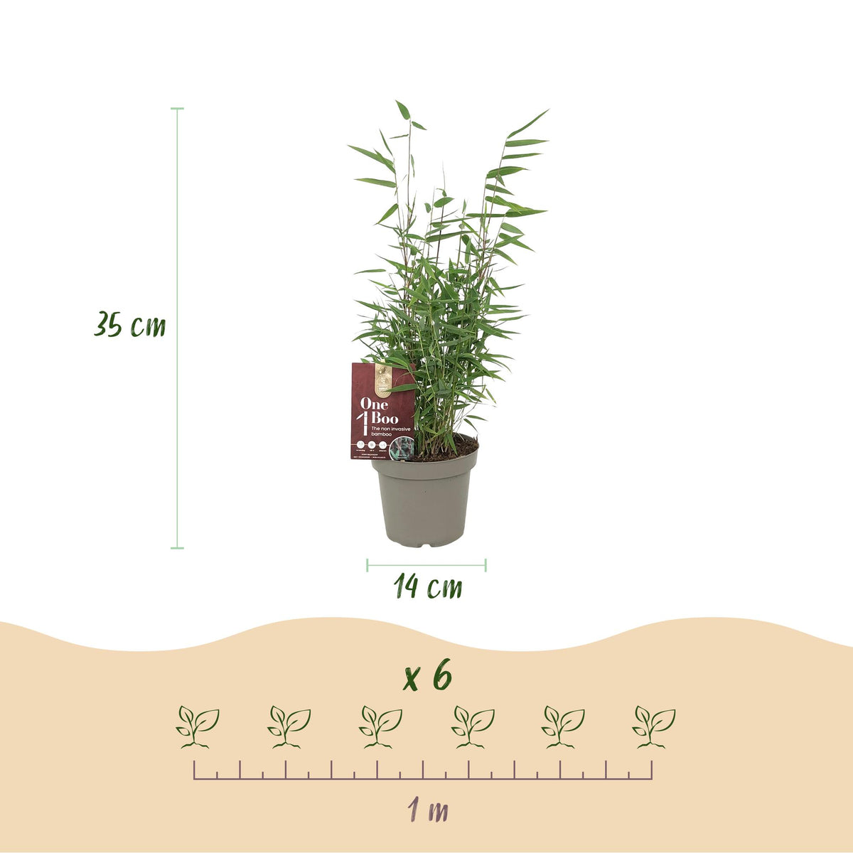 Fargesia 'Red Dragon' (bambus) – 4 planter, Ø14 cm, 35 cm høj – billede 3