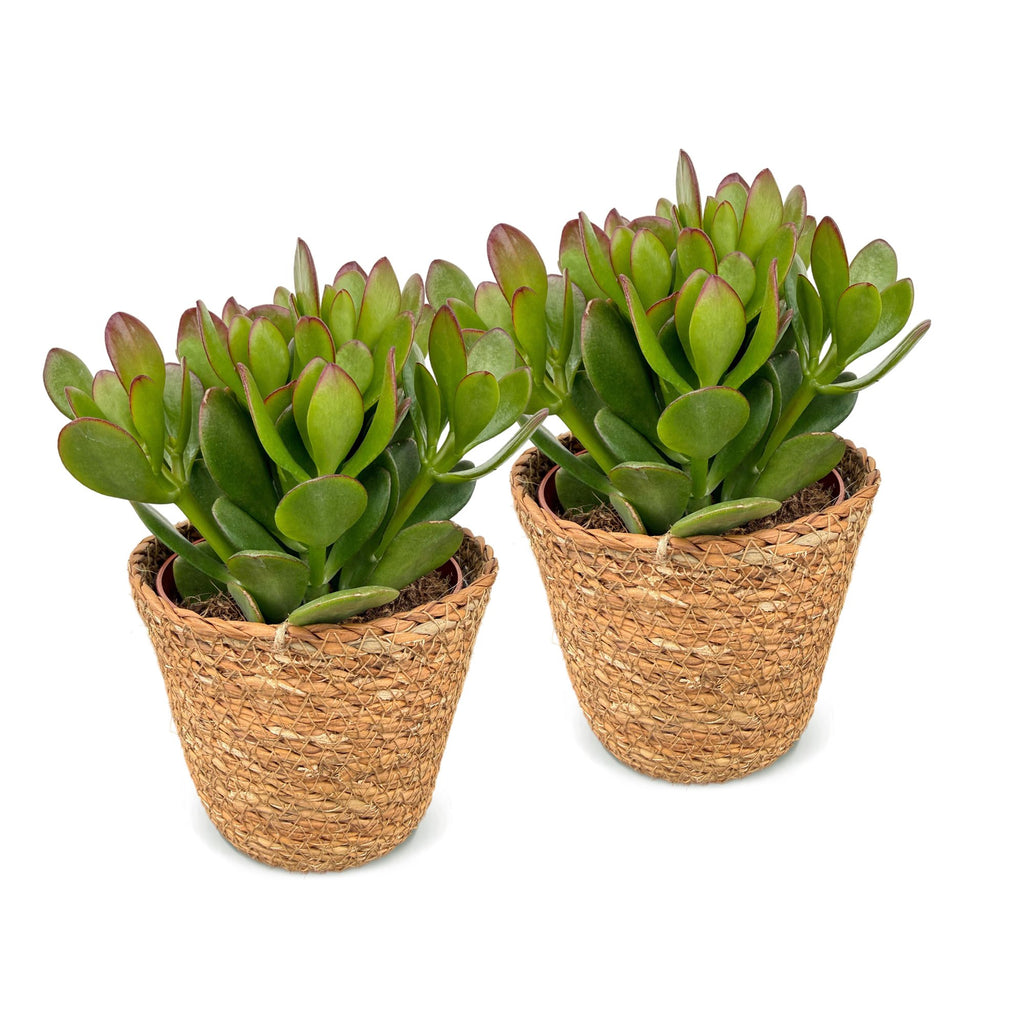 2× Crassula ovata (plante jade) avec panier – Ø12 cm, 16 cm de haut