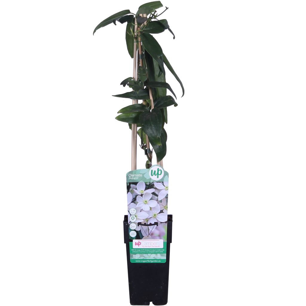 Clematis armandii (Armand's clematis) – Ø15 cm, 65 cm high – photo 2
