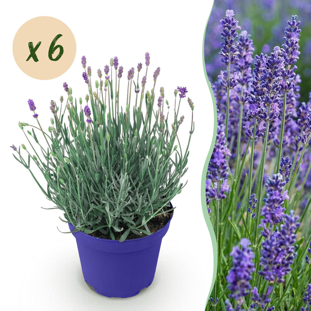 Lavandula angustifolia 'Hidcote' (lavendel) – paars – 6 planten, Ø12 cm, 15–25 cm hoog
