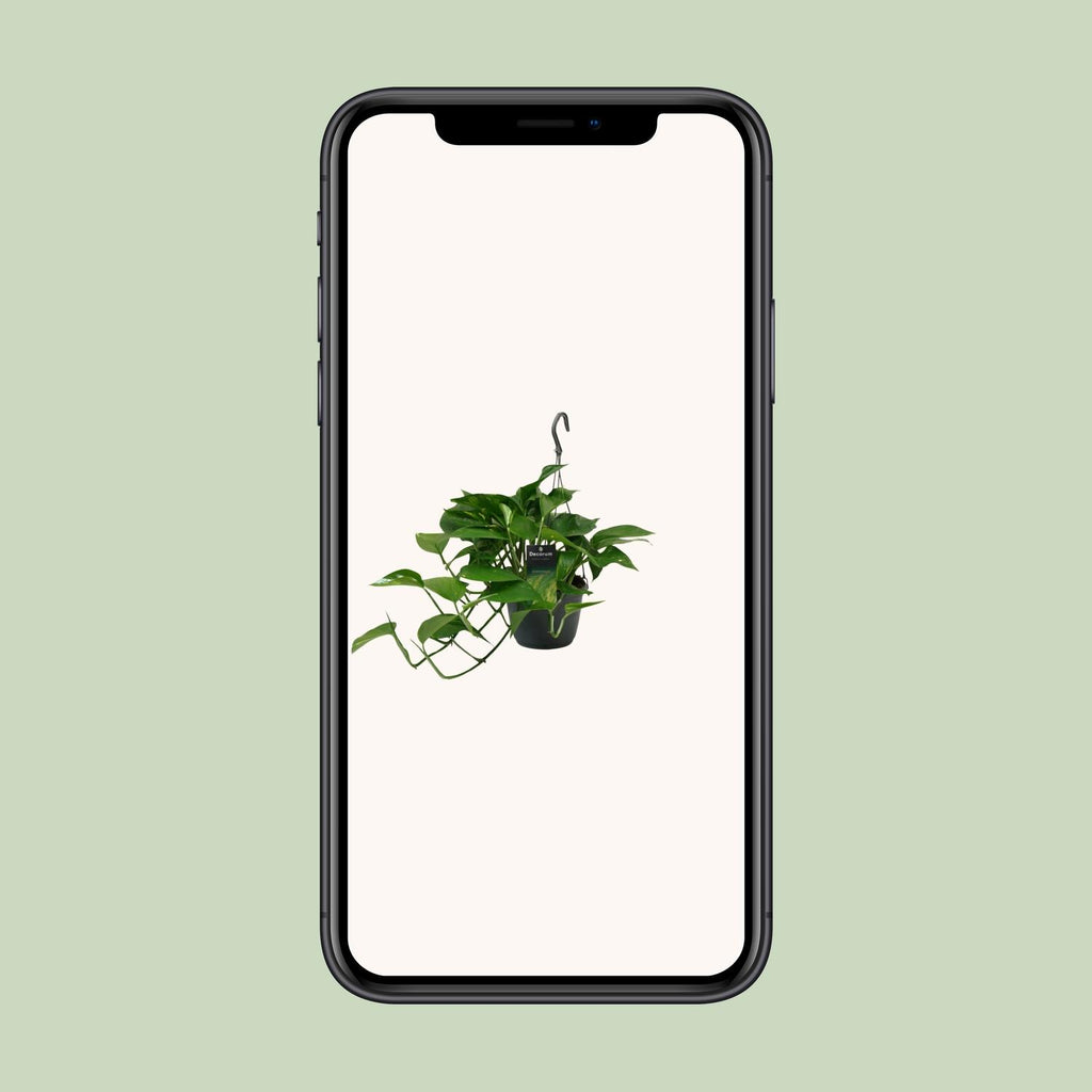 Epipremnum (scindapsus) – Ø15 cm, 45 cm høj