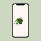 Epipremnum (scindapsus) – Ø15 cm, 45 cm høj