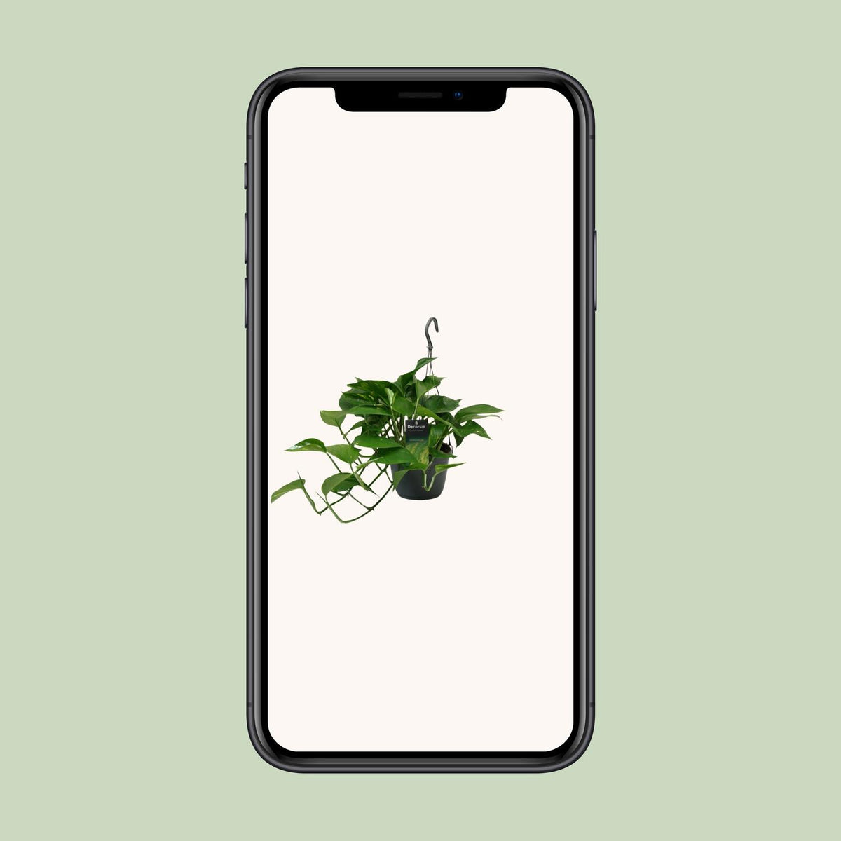Epipremnum (scindapsus) – Ø15 cm, 45 cm hoog