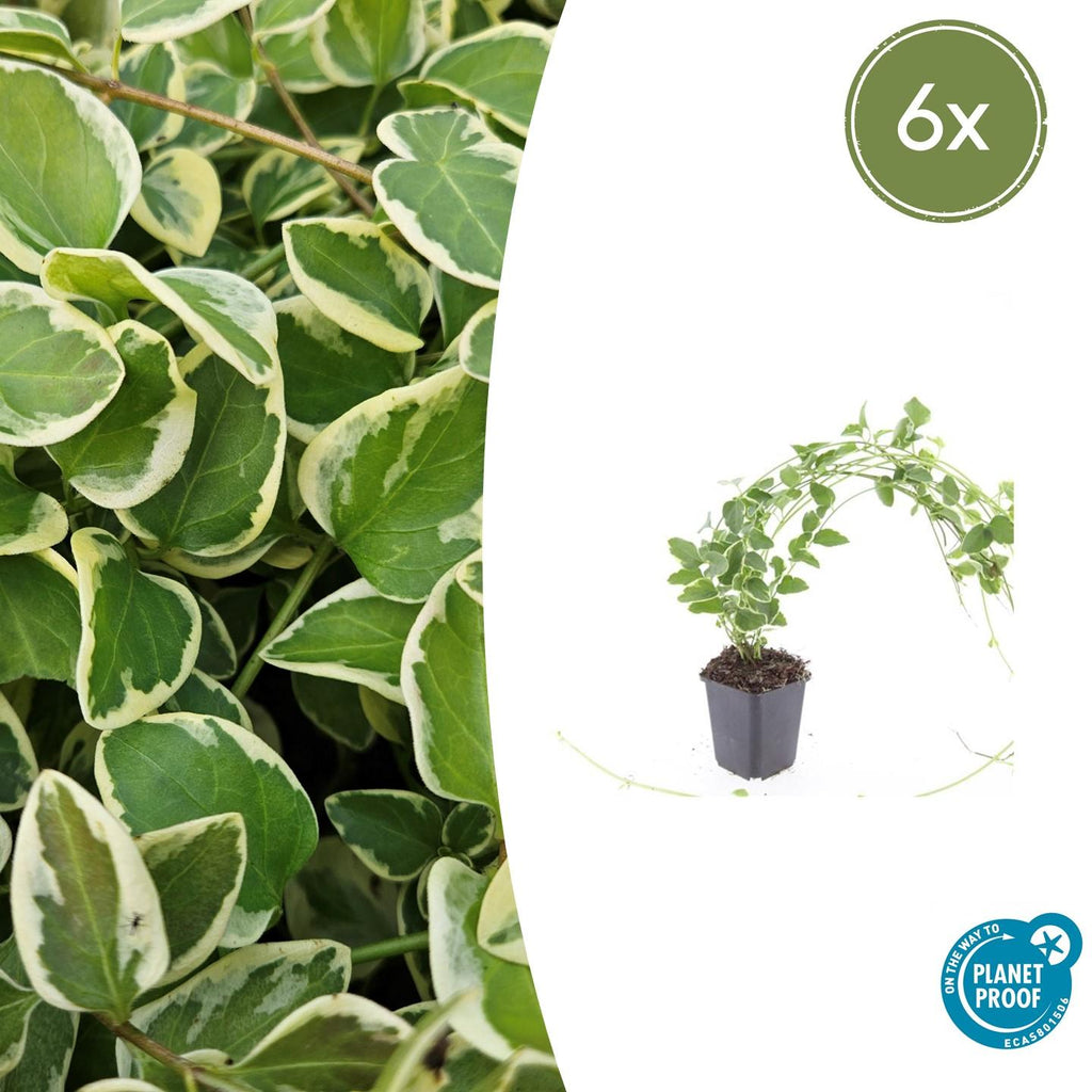 Vinca major 'Variegata' (bigleaf vinca) – 6 plants, Ø9 cm, 10–25 cm high – photo 2