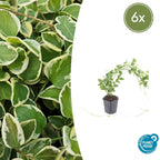 Vinca major 'Variegata' (bigleaf vinca) – 6 plants, Ø9 cm, 10–25 cm high