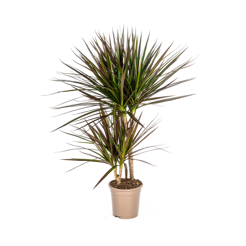 Dracaena marginata Magenta (arbre dragonnier) – Ø17 cm, 50–70 cm de haut