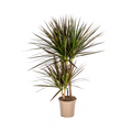 Dracaena marginata Magenta (arbre dragonnier) – Ø17 cm, 50–70 cm de haut