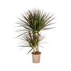 Dracaena marginata Magenta (arbre dragonnier) – Ø17 cm, 50–70 cm de haut