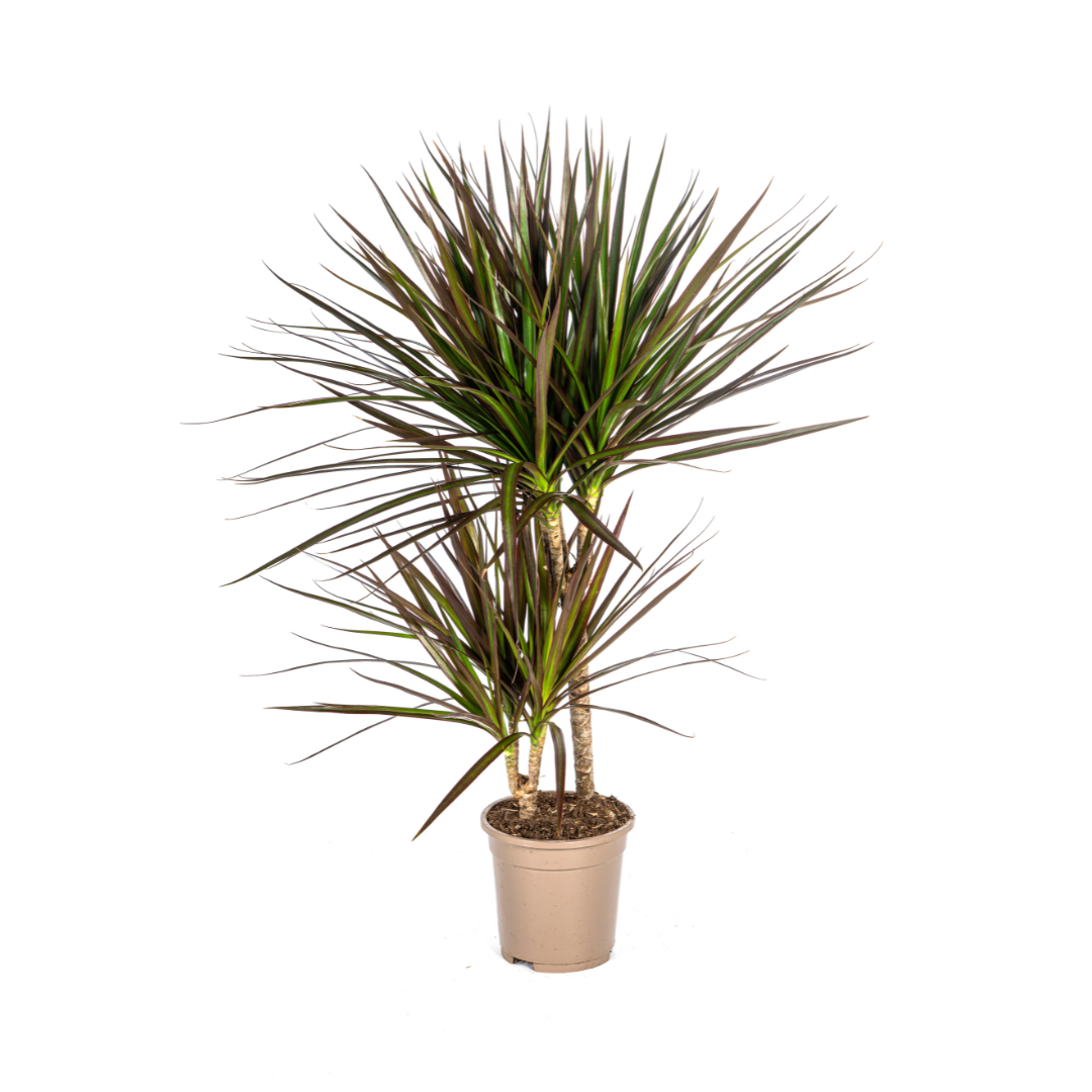 Dracaena marginata Magenta (drakenboom) – Ø17 cm, 50–70 cm hoog