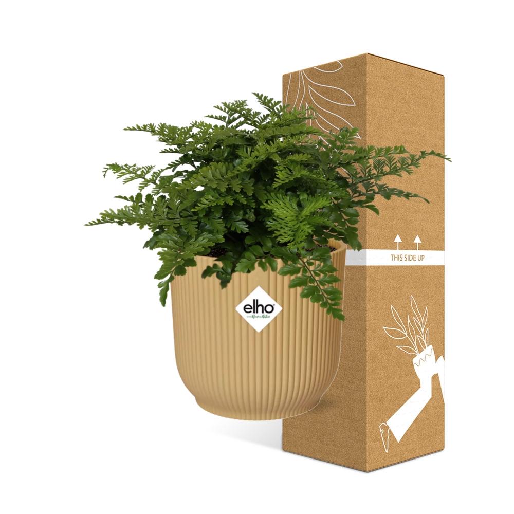 Asplenium Parvati in ELHO Vibes Fold 14cm geel (vogelnestvaren) – 25 cm hoog