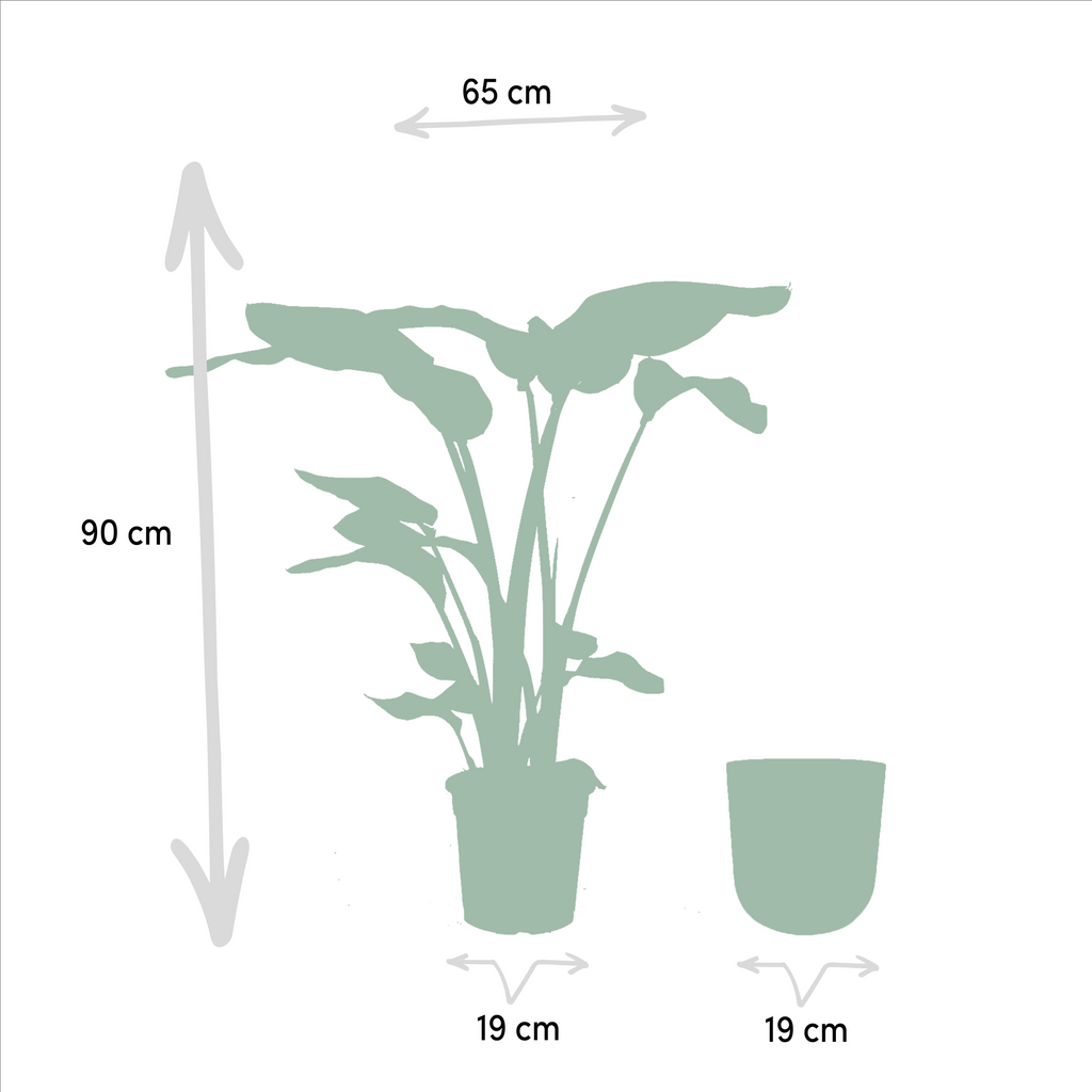 Strelitzia nicolai (witte paradijsvogelbloem) in pot mayk gold – Ø19 cm, 90 cm hoog