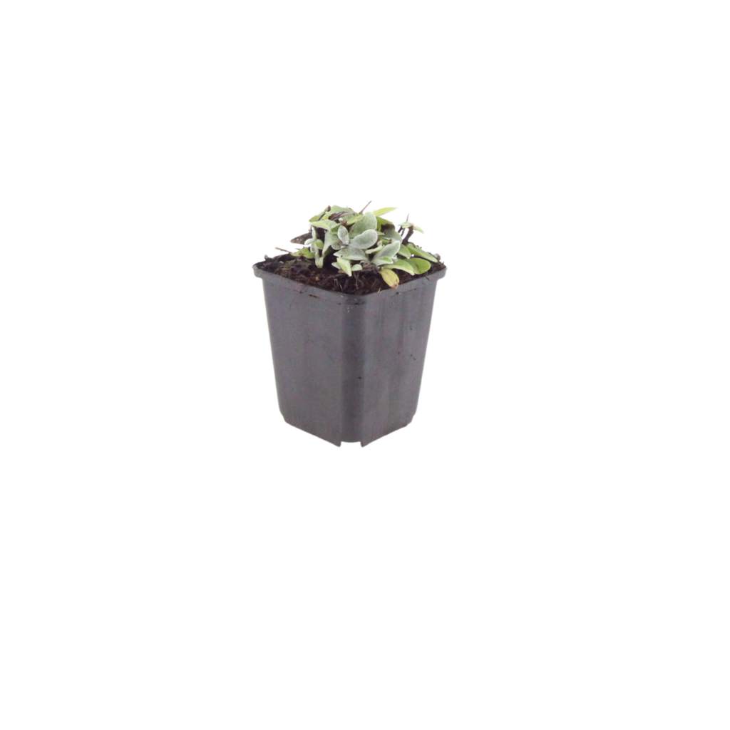 Anaphalis triplinervis (edelweiss de Sibérie) – 48 plantes, Ø9 cm, 10–25 cm de haut – photo 2