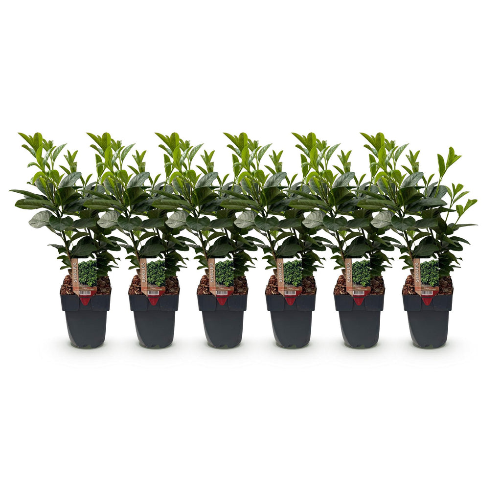Prunus laurocerasus 'Etna' (cherry laurel) – 6 plants, Ø17 cm, 50 cm high – photo 2