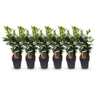 Prunus laurocerasus 'Etna' (cherry laurel) – 6 plants, Ø17 cm, 50 cm high