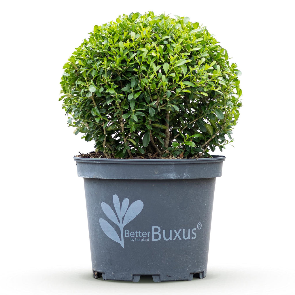 Buchsbaum – Ø 23 cm, 25 cm hoch – Bild 2