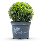 Buchsbaum – Ø 23 cm, 25 cm hoch